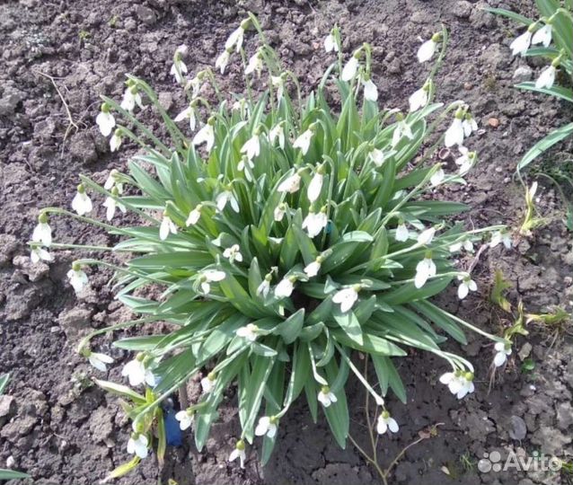 Подснежники