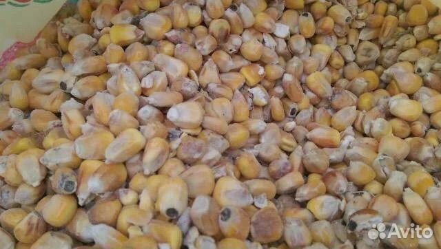 Кукуруза кормовая