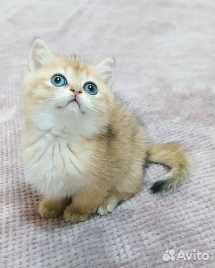 Малыш-эксклюзивчик золотая шиншиллла с родословной