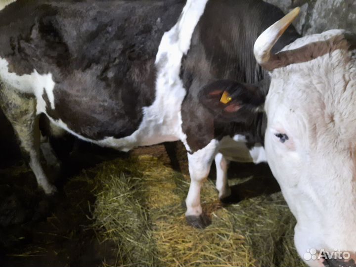 Коровы на выбор