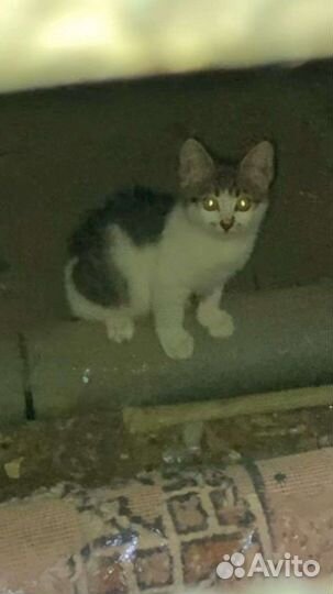 Котенок