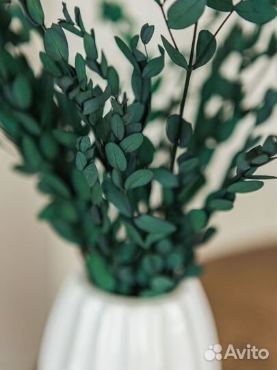 Эвкалипт сухоцвет