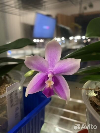 Орхидея chanel