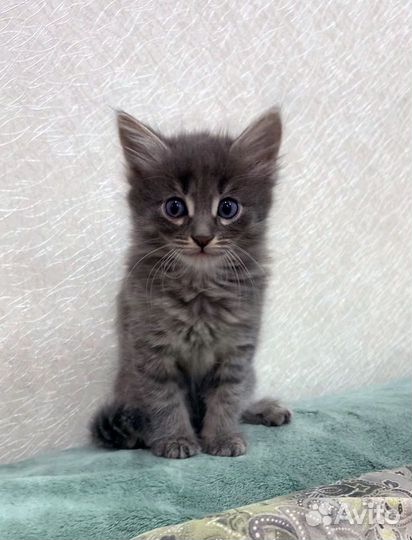 Серенький котенок