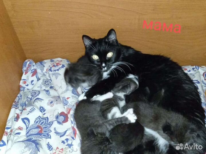 Кошка в дар бесплатно