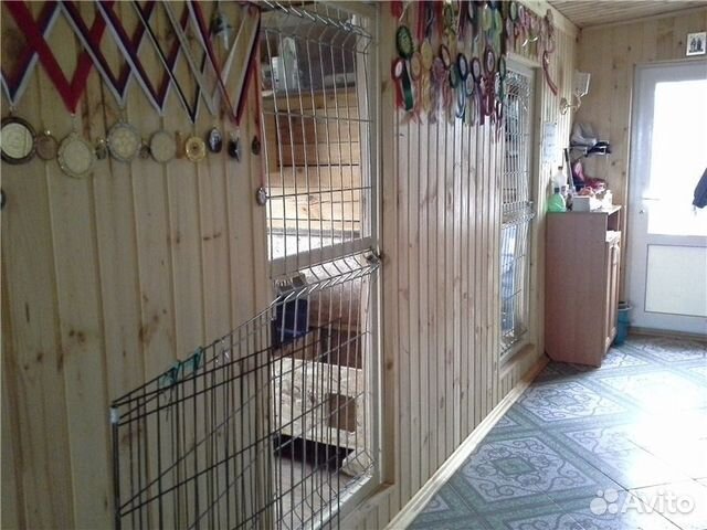 Авито передержка животных. Временная передержка животных. Передержка собак. Передержка кошек. Домашняя передержка животных.