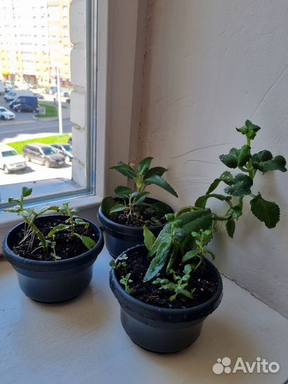 Каланхоэ лечебное