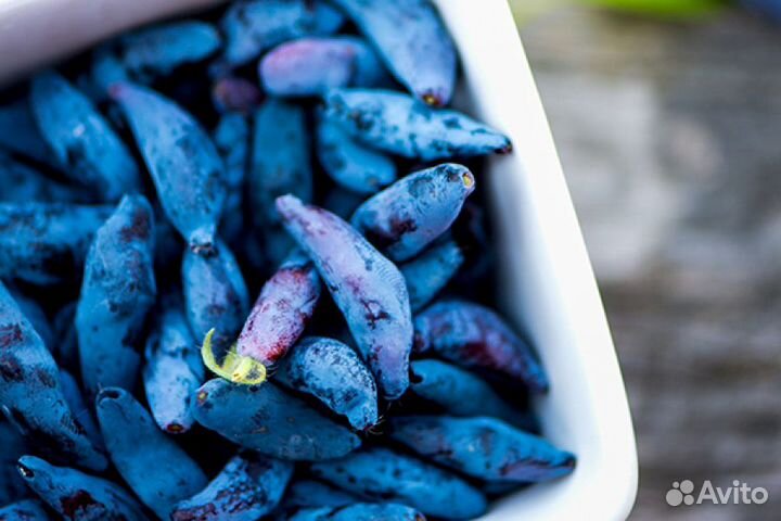 Продам саженцы жимолости