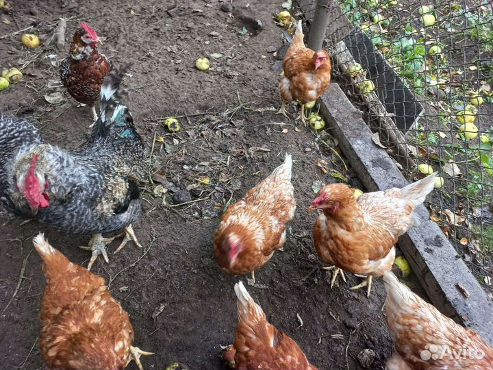 Куры несушки