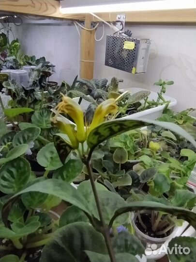 Эсхинантус марморатус