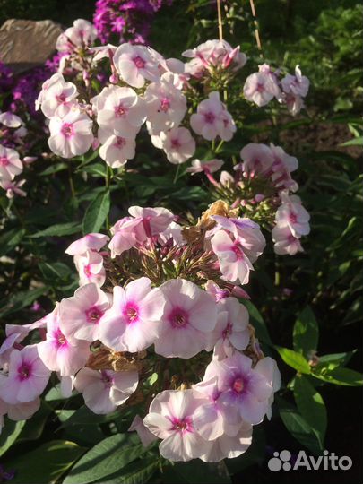 Флоксы многолетние