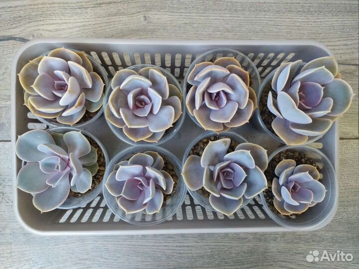 Эхеверии: шавиана и жемчужина