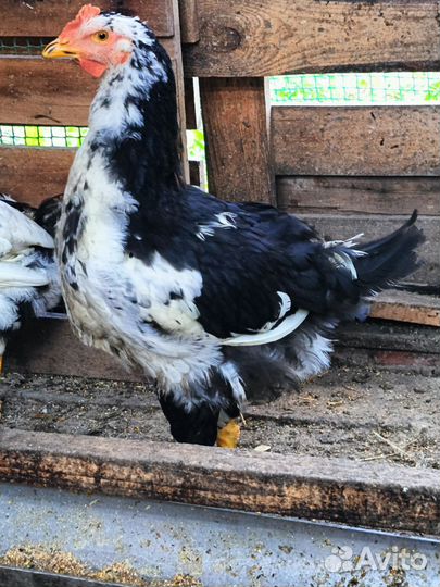 Ливенские ситцевые петушки