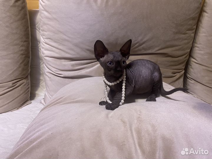 Канадский сфинкс