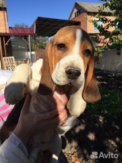 Щенки Бигля РКФ