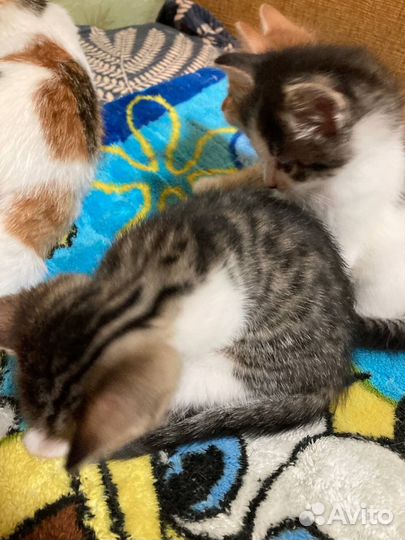 Отдам котят в добрые руки