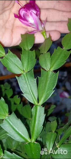 Цветы для дома