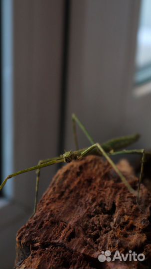 Аннамский палочник