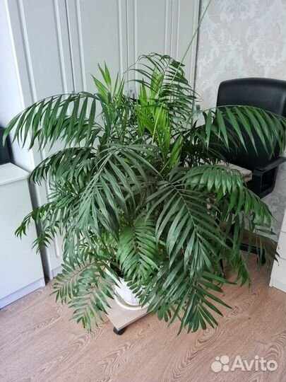 Большой комнатный цветок