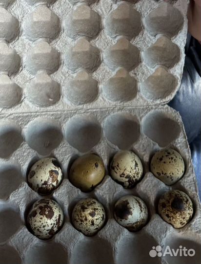 Яйца перепелиные, домашние
