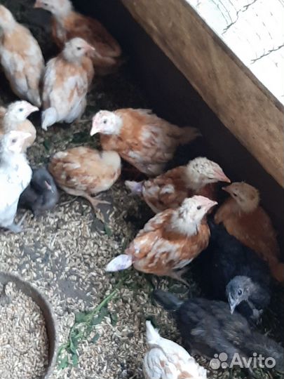 Петух брама