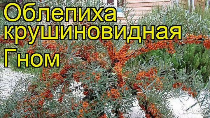 Саженцы облепихи