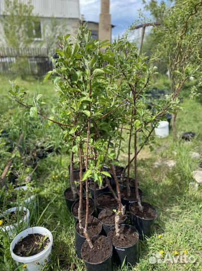 Саженцы плодовых деревьев и ягодных кустарников
