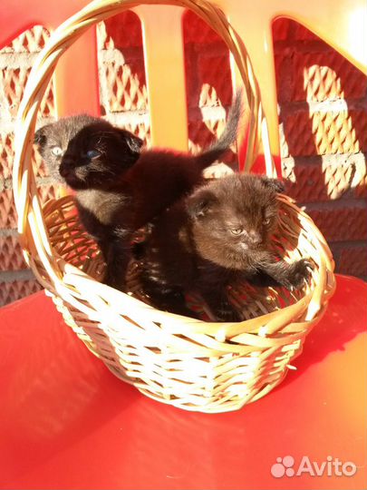 Отдам котят в добрые руки