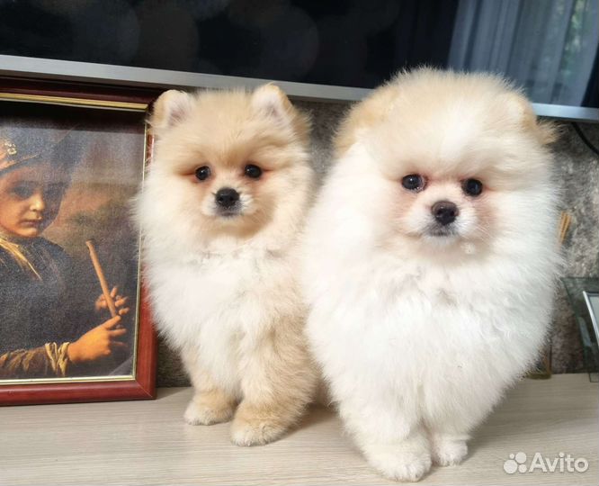 Померанский шпиц