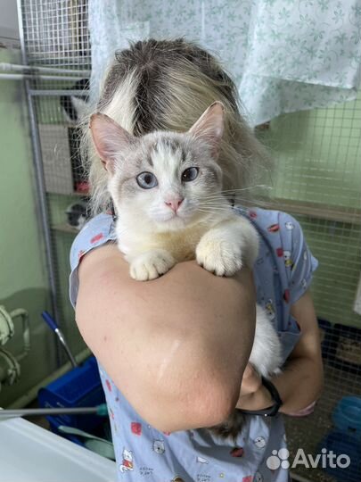 Кошечка в добрые руки