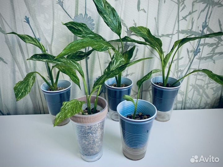 Спатифиллум Джемини