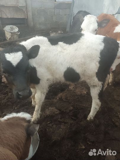 Телята (бычки) от 2.5 мес до 6