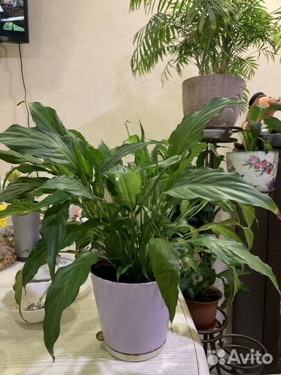 Спатифиллум