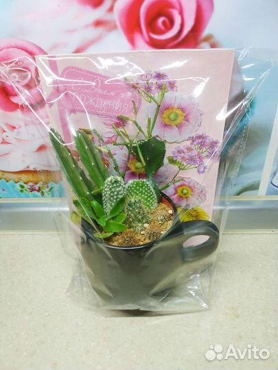 Флорариум в кружке и в пепельнице