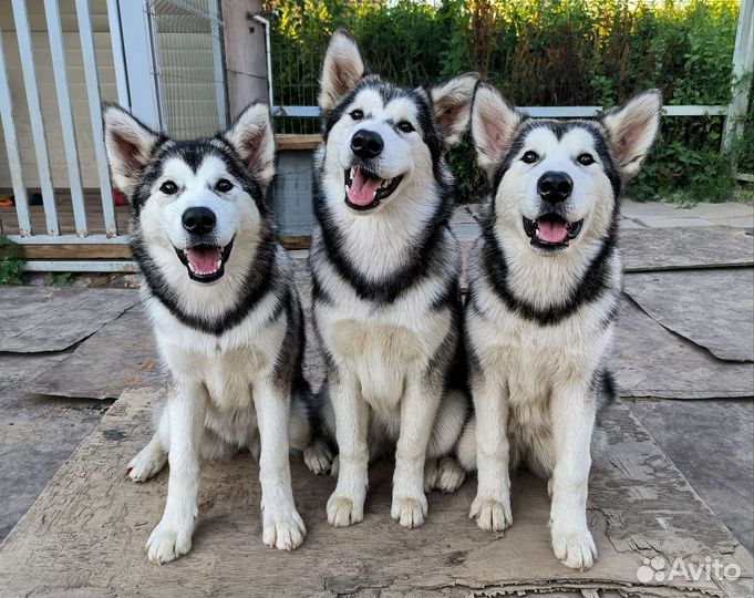 Аляскинский маламут