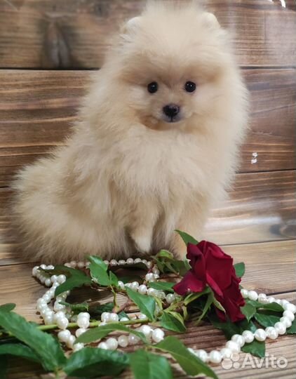 Померанский шпиц