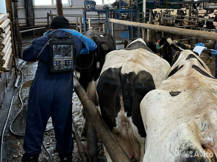 Осеменение коров