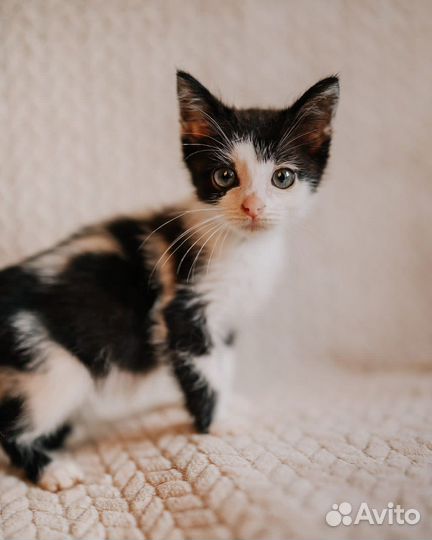 Котенок, мальчик