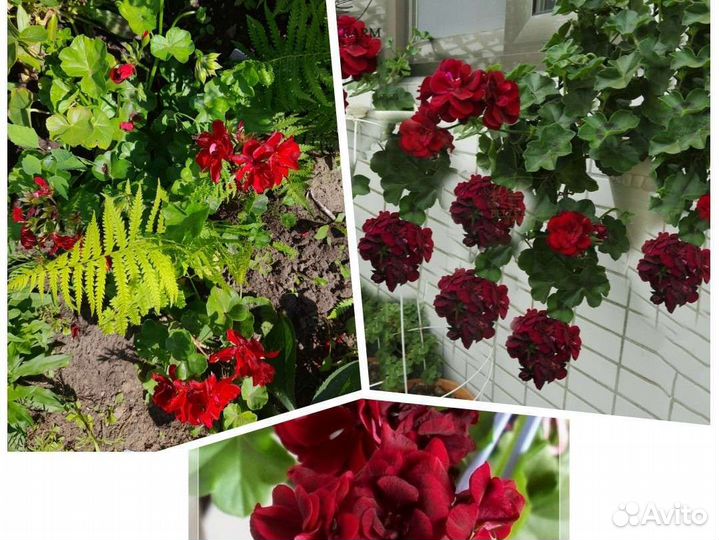 Пелларгония le pirat сортовая