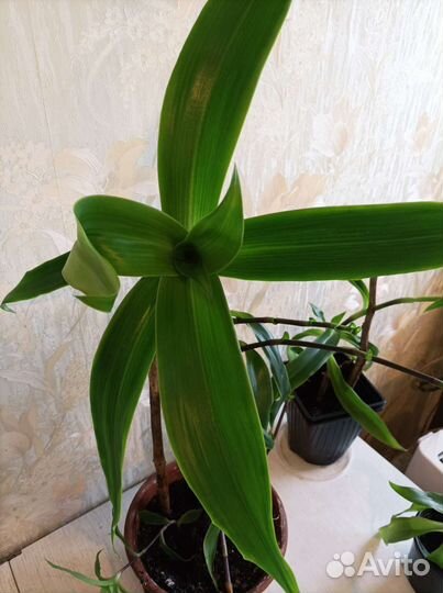 Золотой ус и сингониум батерфляй