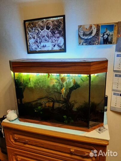 Аквариум с рыбками
