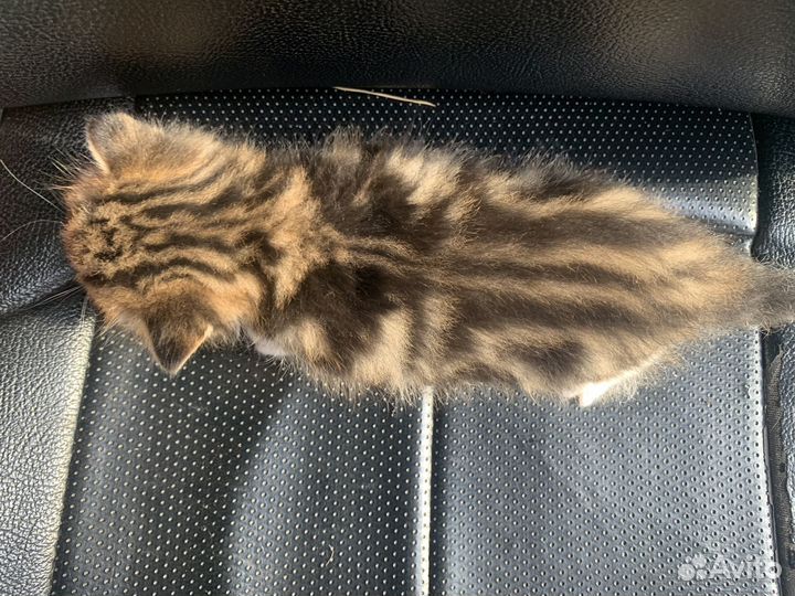Котята помесь шотландца