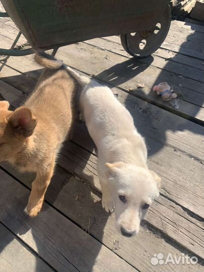 Щенки маленькой дворняжки