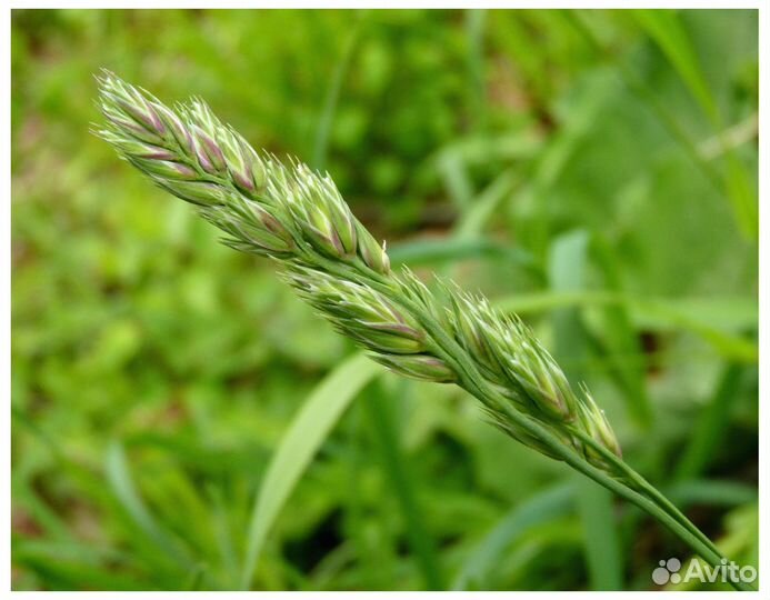Семена Овсяница Луговая опт