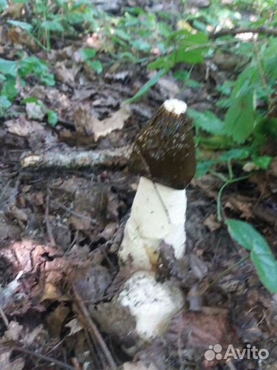 Гриб Весëлка,Иван Чай,Масло топленое