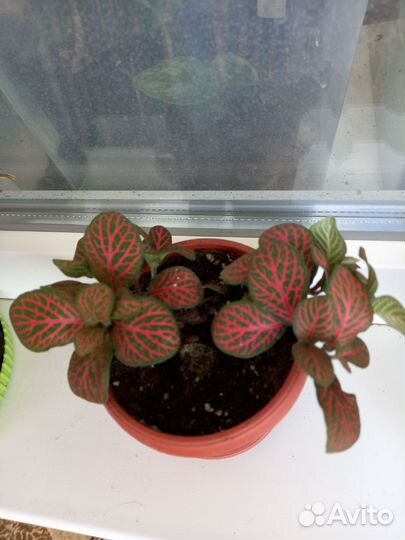 Комнатные цветы