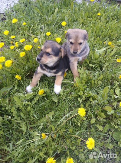 Щенки