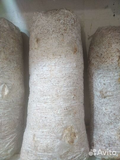 Грибные блоки вешенка