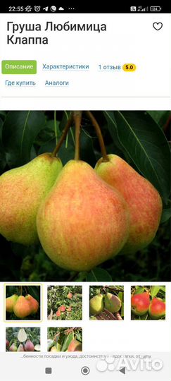 Саженцы плодовые