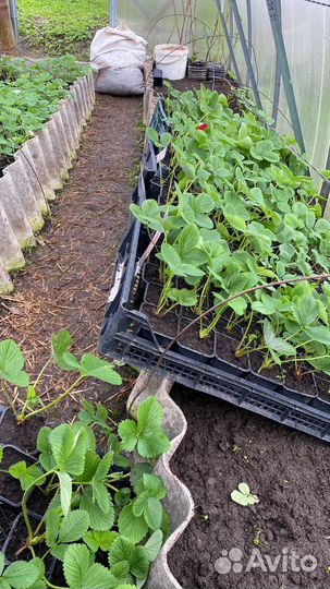 Усы клубники вкусной